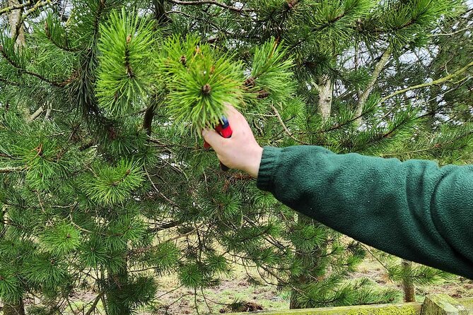 Adult Foraging Walk & Bushcraft Cookery Course for Beginners - Starting with plant identification