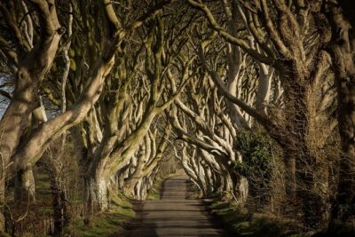 Giant’s Causeway and Whisky Distillery tasting tour from Belfast