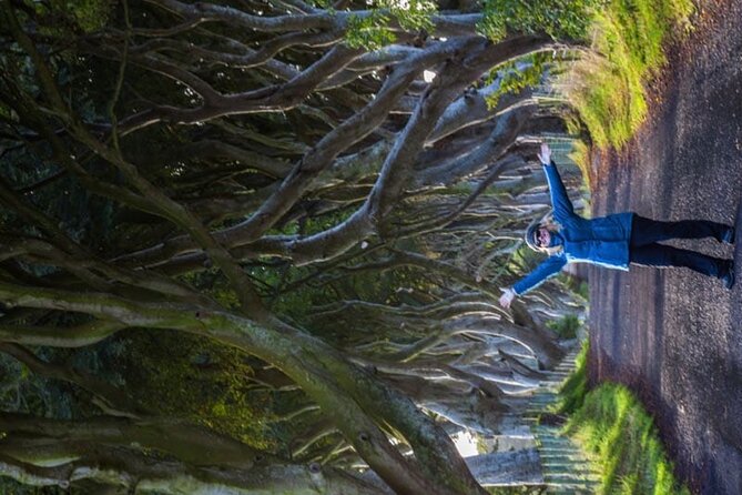 Giants Causeway & Antrim Coast Private Tour - Dark Hedges: a quick start beneath old beech trees