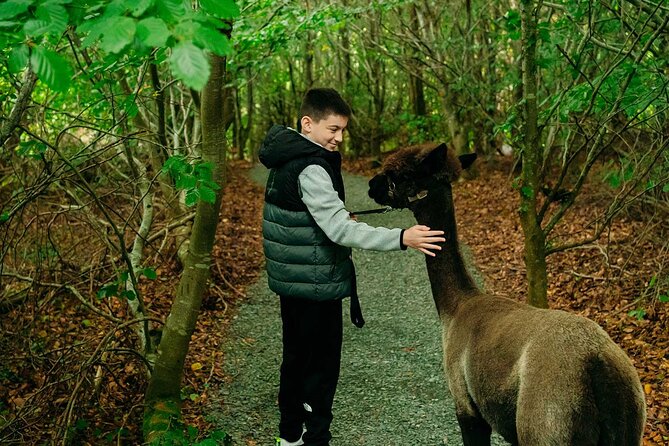 Guided Scenic Alpaca Trekking Experience Northern Ireland - Meeting your alpaca at BallyBurren