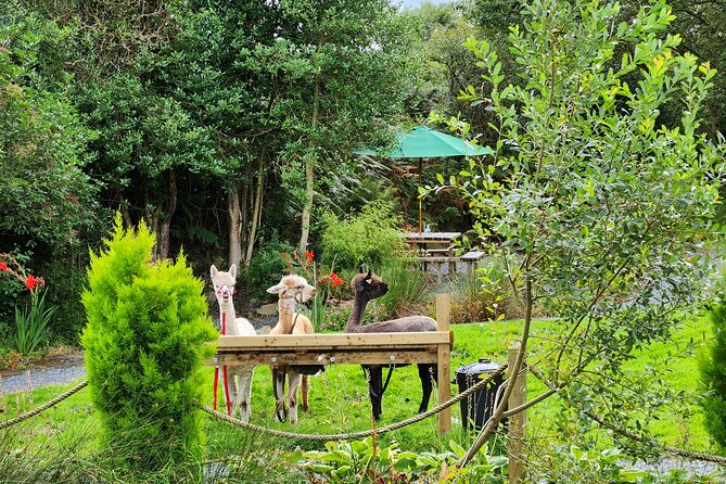 Guided Scenic Alpaca Trekking Experience Northern Ireland - Is the $69.43 group price good value?