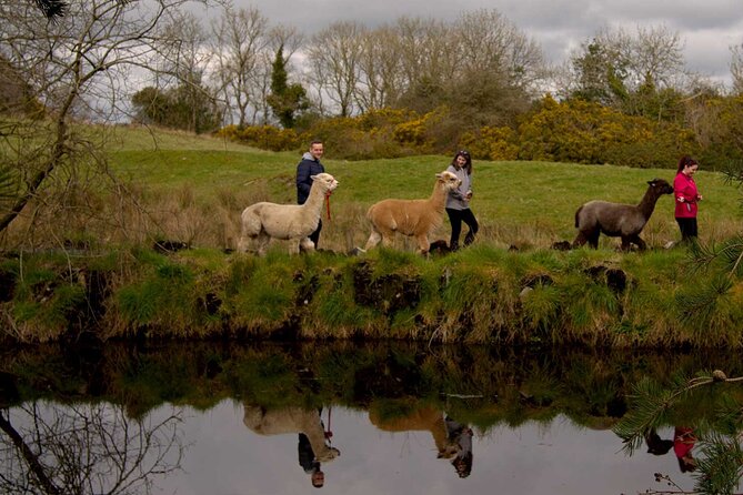 Guided Scenic Alpaca Trekking Experience Northern Ireland - Practical advice before you go