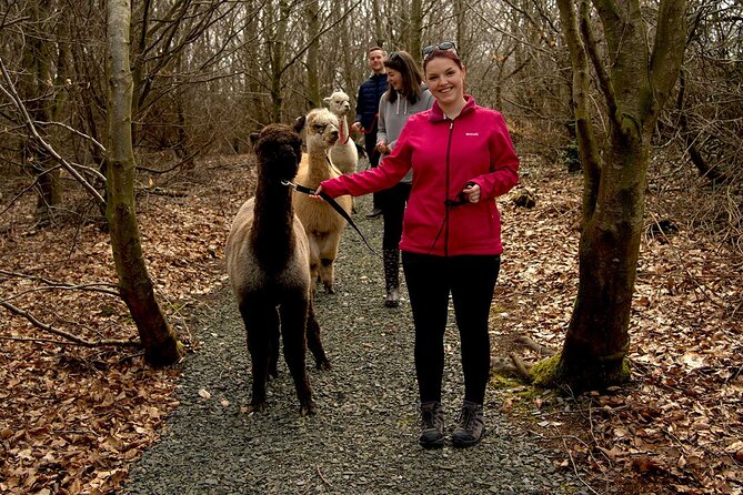 Guided Scenic Alpaca Trekking Experience Northern Ireland - What happens after the trek