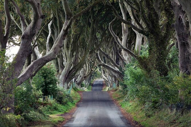 Private Giant's Causeway Tour including Game of Thrones Sites - The Dark Hedges and its film connection